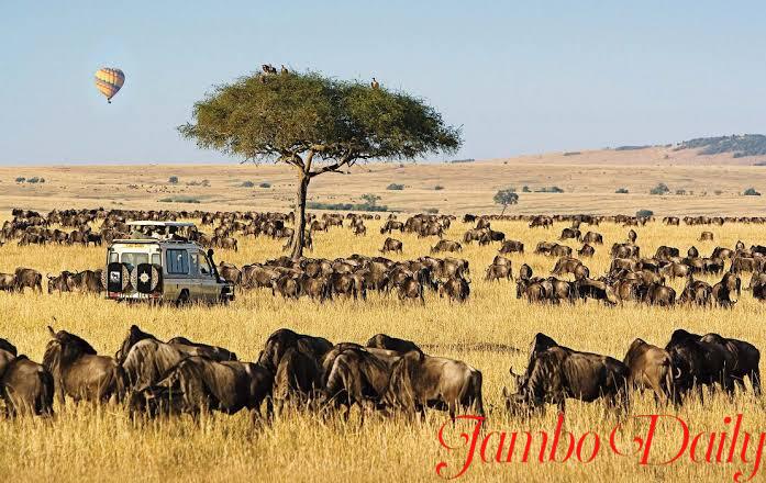 MAASAI MARA NATIONAL PARK.