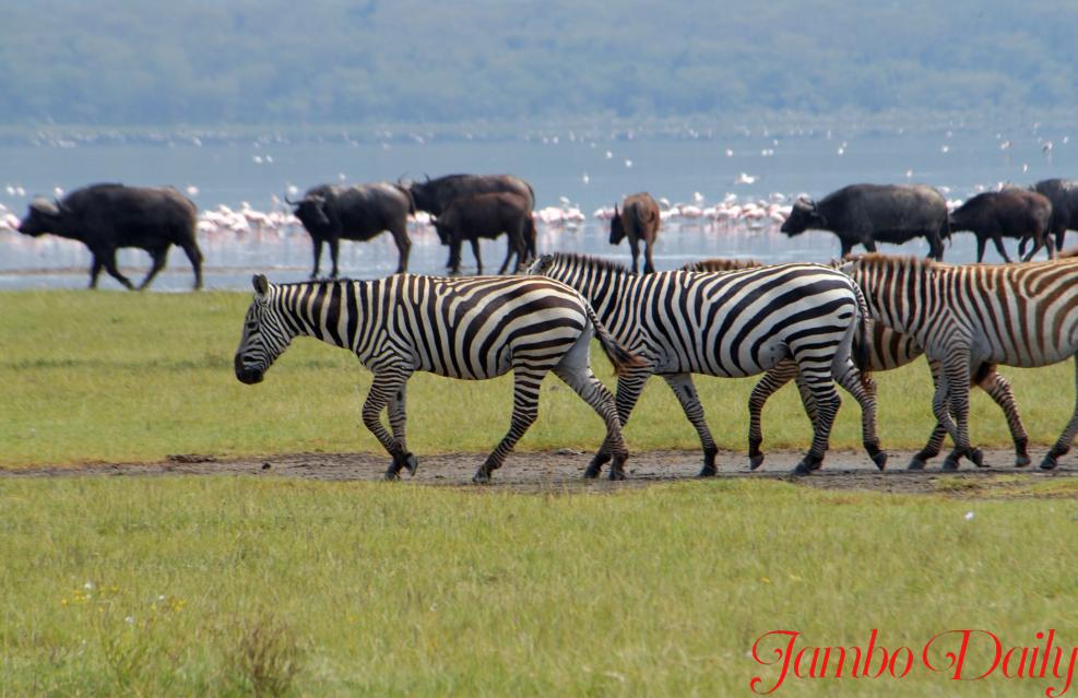 LAKE NAKURU NATIONAL PARK