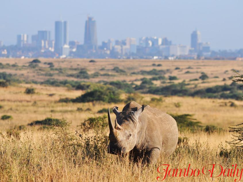 NAIROBI NATIONAL PARK.
