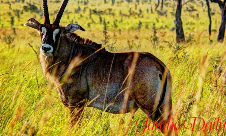 RUMA NATIONAL PARK.