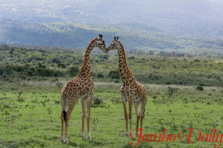MERU NATIONAL PARK