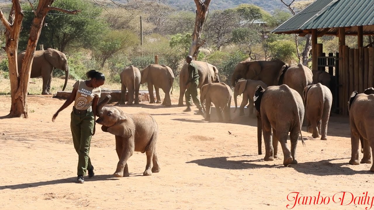 Reteti Elephant Sanctuary