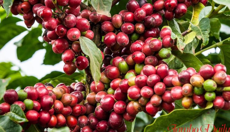 top coffee exporters