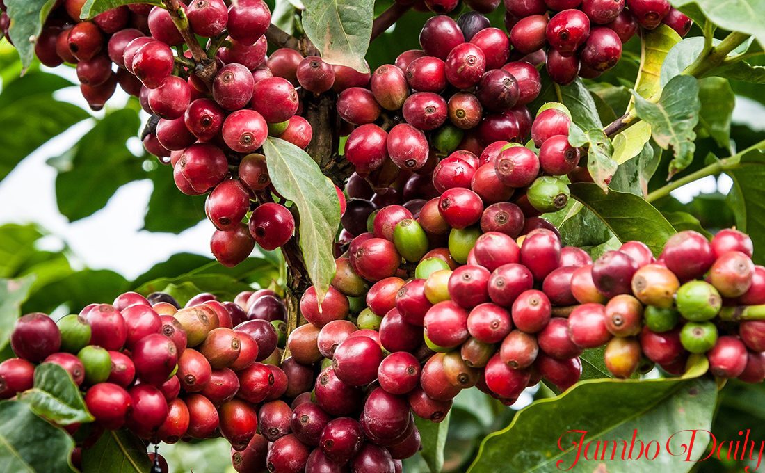 top coffee exporters