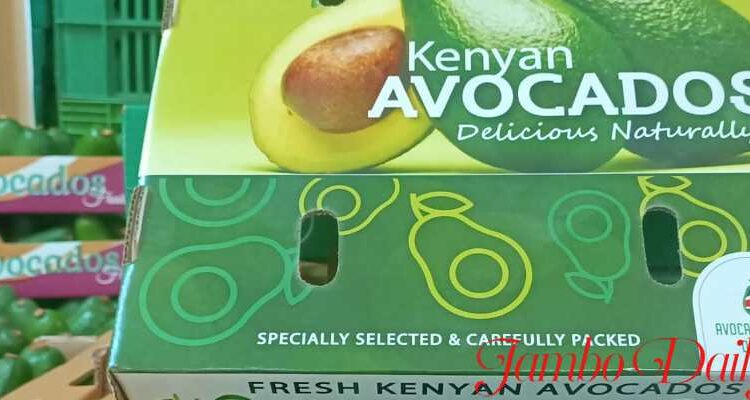 top avocado exporters