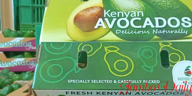 top avocado exporters