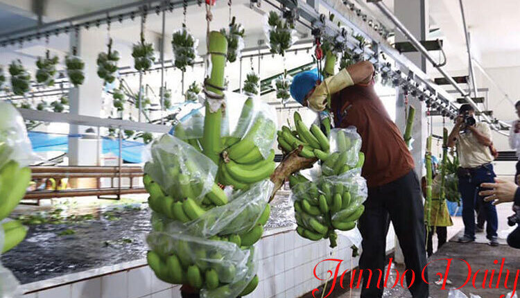banana exporters