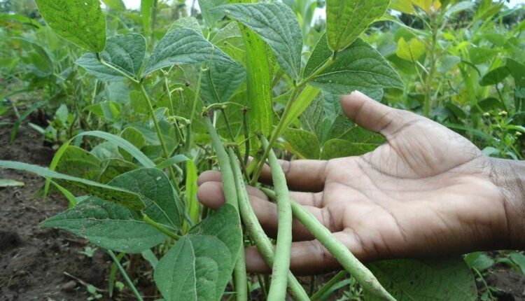 french beans exporters