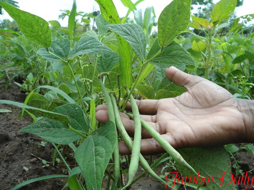 french beans exporters