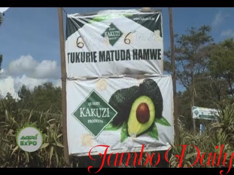 top avocado exporters