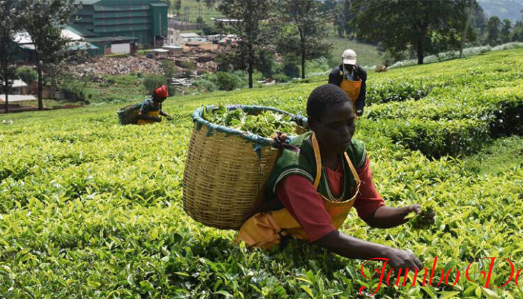 Top Tea Exporters