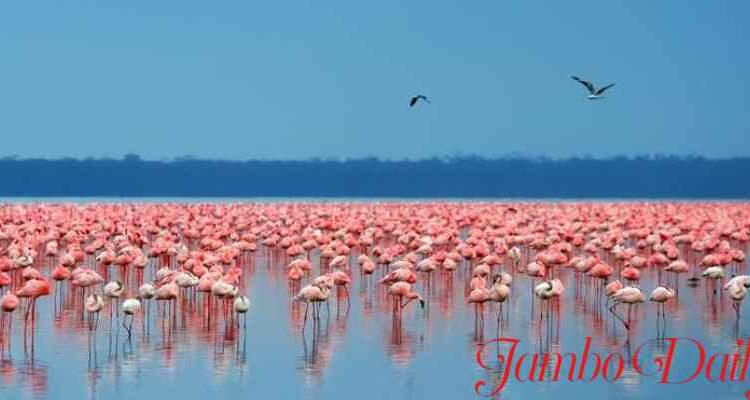 Salty Water Lakes in Kenya