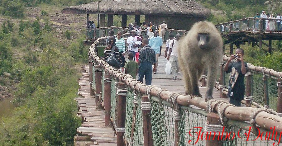 Safari Walk