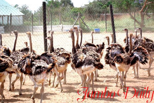 Kajiado County