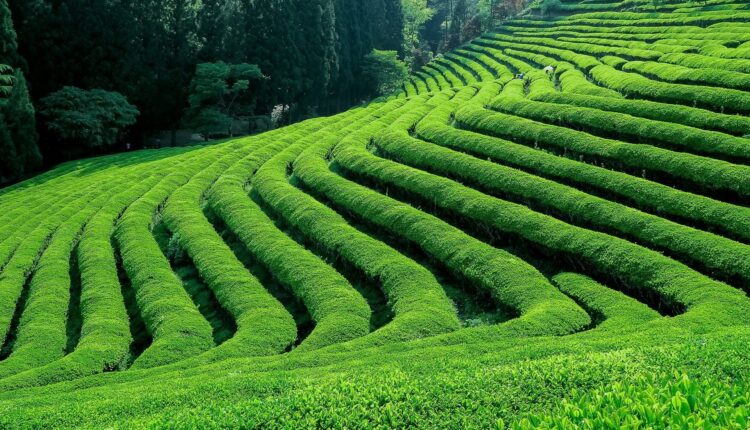 Kericho County