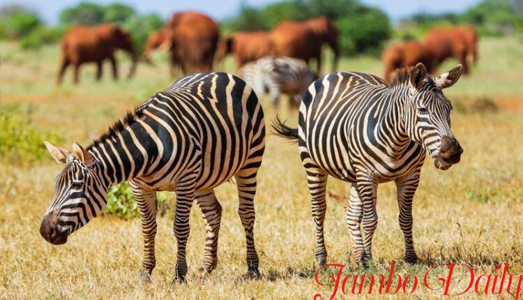 Kitui National Reserve