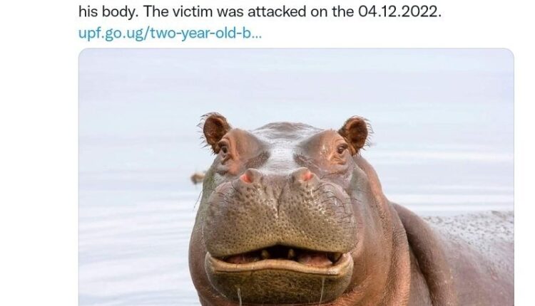 Swallowed by Hippo