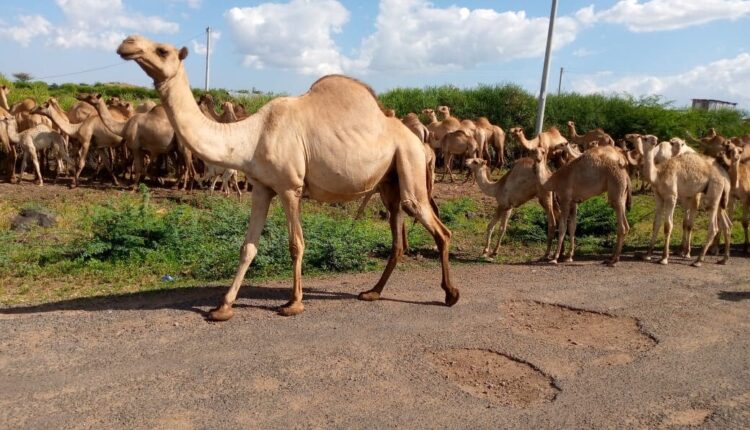 Isiolo County