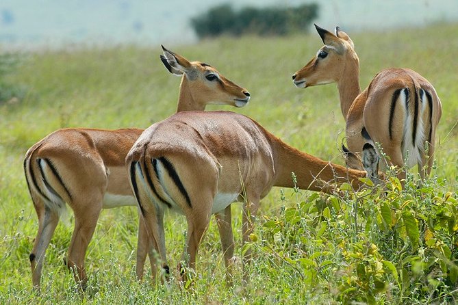 Kora National Park