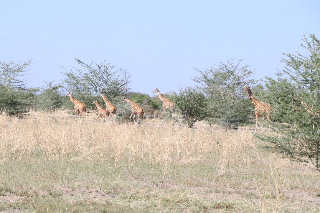Wajir South National Reserve