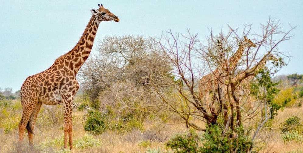 Nairobi to Migori County