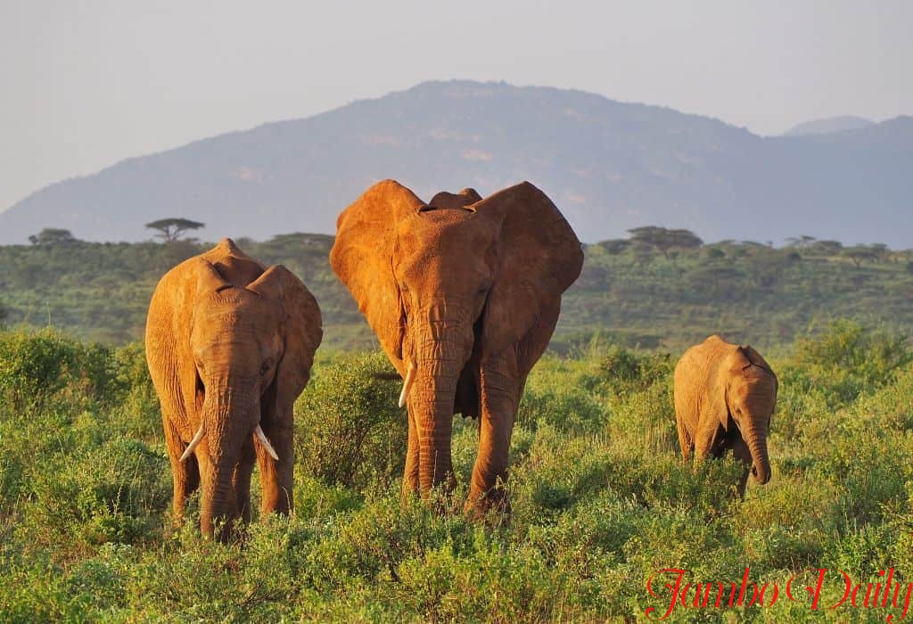 Nairobi to Samburu County