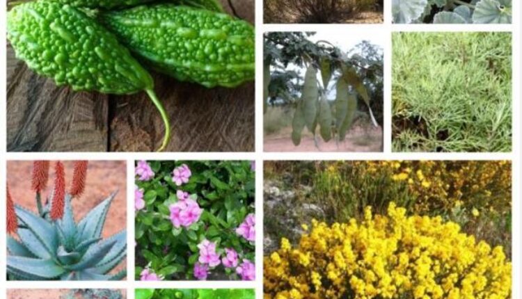 10 Medicinal Plants Only Found in Africa and the Diseases They Treat