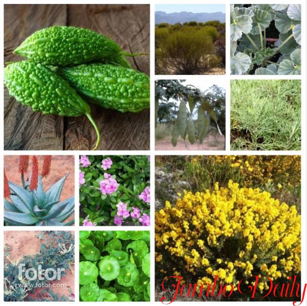 10 Medicinal Plants Only Found in Africa and the Diseases They Treat