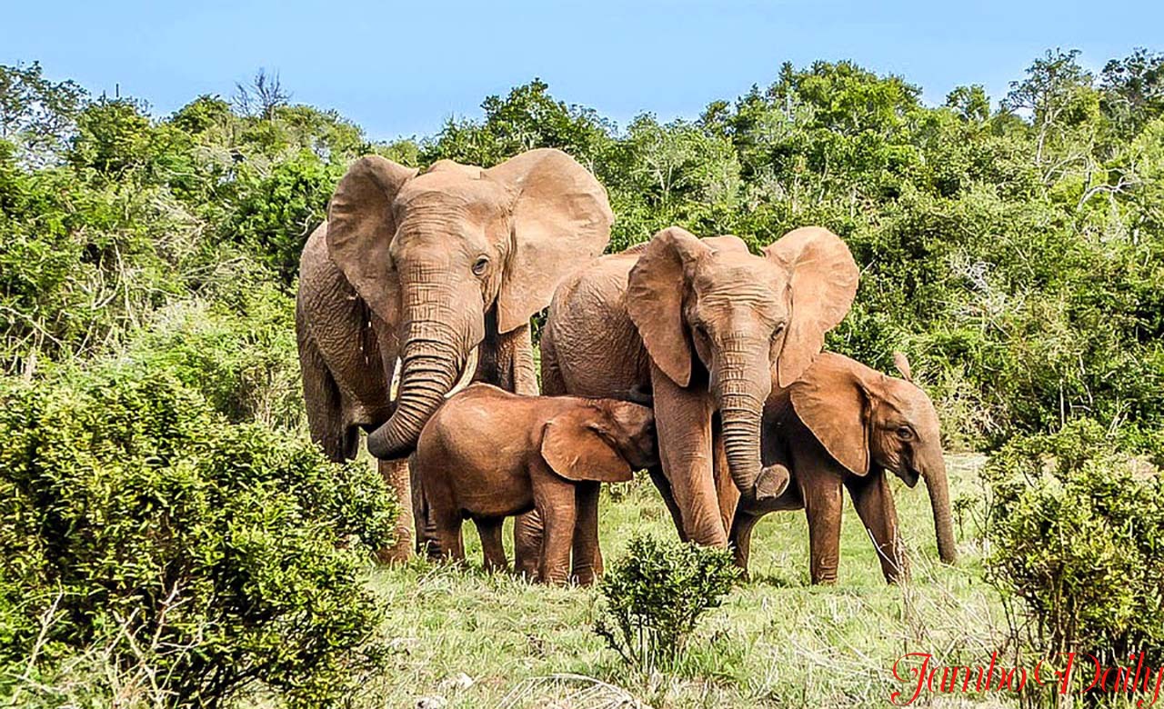 How to Get an Ivory Coast Visa from Kenya